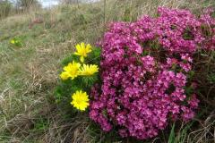 Adonis-vernalis-en-Daphne-cneorum-F.-Wulleman