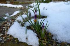 Crocus-sieberii-Danny-Bonnez