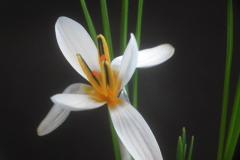 Crocus-tasseliensis-Luc-Gilgemyn