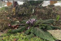Mandragora-autumnale-Chris-Vandenberghe