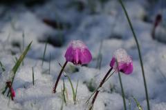 Marc-Coolens-Cyclamen-coum
