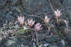 Tulipa-cretica-Kris-De-Raeymaeker