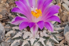 Ariocarpus-kotschoubeyanus-Kris-De-Raeymaeker