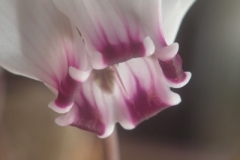 Cyclamen-graecum-ssp-candicum-Luc-Gilgemyn