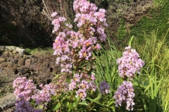 Lagerstroemia-indica-Rudi-Berthels