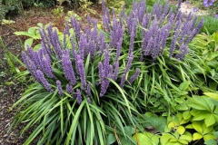Liriope-muscari-Ingwersen-Herman-Mylemans