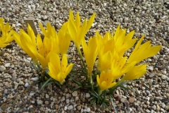 Sternbergia-Danny-Bonnez