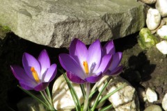 Crocus Tommasinianus