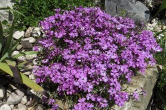 Phlox