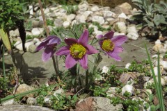 Pulsatilla