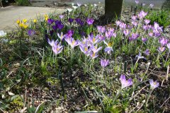 Voorjaarscrocussen met zichzelf uitzaaiende Crocus tommasinianus