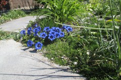 Trompetgentianen in de tuin