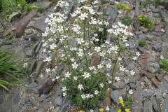 Zilversaxifraga in de crevice tuin