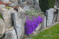 Aubrieta waterval