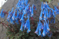 Corydalis flexuosa