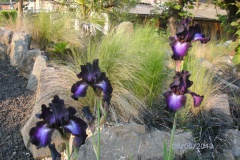 Iris germanica-Baltic star