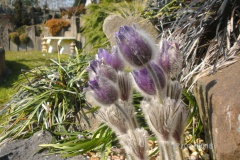 Pulsatilla halleri