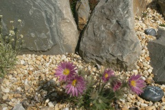 Pulsatilla vulgaris cultivar