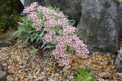 Saxifraga paniculata