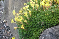 Saxifraga