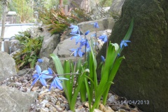 Scilla siberica