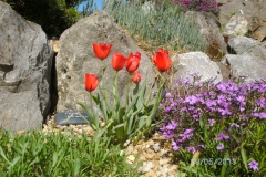 Tulipa red hunter