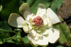 Anemopsis californica