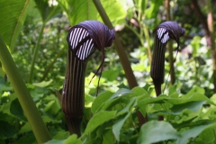 Arisaema costatum