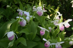 Cypripedium reginae