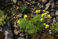 Draba imbricata