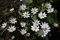 Jeffersonia diphylla