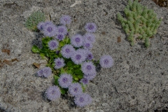 Tuin Kris De Raeymaeker