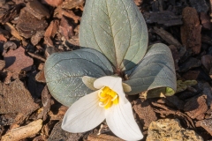 Trillium nivale