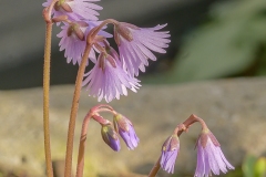 Soldanella