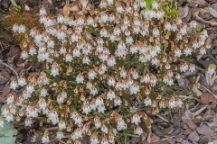 Cassiope 'Stormbird'