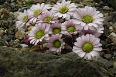 Callianthemum anemonïdes