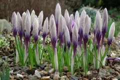 Crocus 'Haarlem Gem'