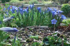 Gentiana sino-ornata 'Gorau Glas'