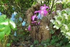 Pleione bulbocodioides en Corydalis flexuosa 'Blue Panda'