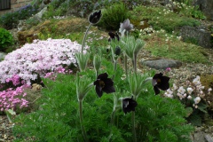 Pulsatilla rubra ssp hispanica met zijn gezelschap