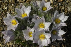 Pulsatilla x 'Budapest'