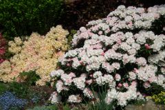 Rhododendron yakushimanum