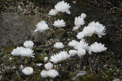 Sanguinaria canadensis multiplex