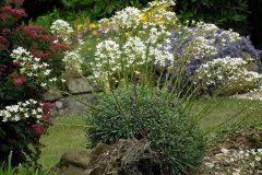 Saxifraga cochlearis