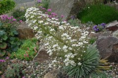 Saxifraga longifolia