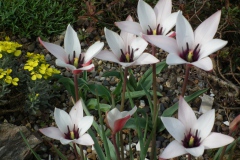 Tulipa clusiana ex Hort