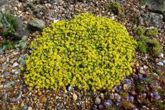 Alyssum propinquum