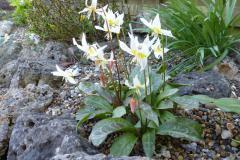 Erythronium multiscapoideum var. cliftonii