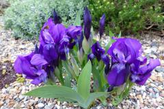 Iris aphylla 'Aslets Purple'