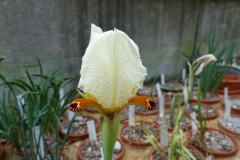 Iris paradoxa ssp. mirabilis